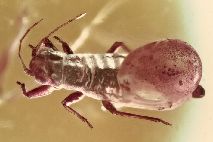 Detailed Fossil Aphid (Megapodaphis) in Baltic Amber #307898